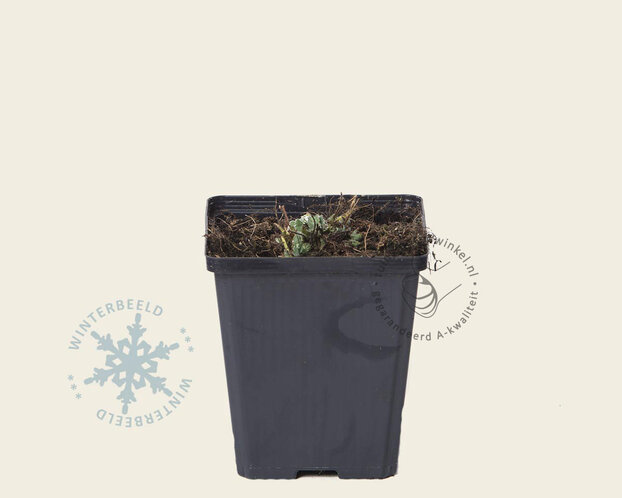 Alchemilla mollis