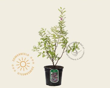 Indigofera heterantha