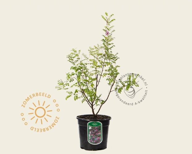 Indigofera heterantha