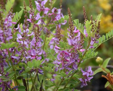 Indigofera heterantha