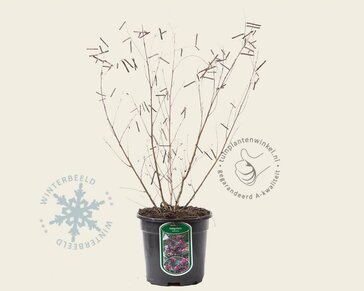 Indigofera heterantha