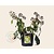 Hedera colchica 'Arborescens'