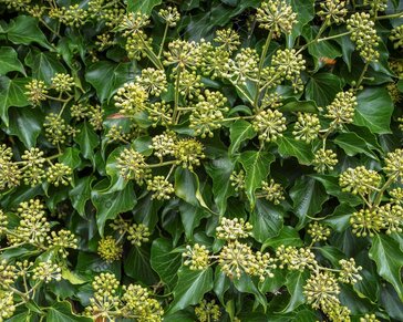 Hedera colchica 'Arborescens'