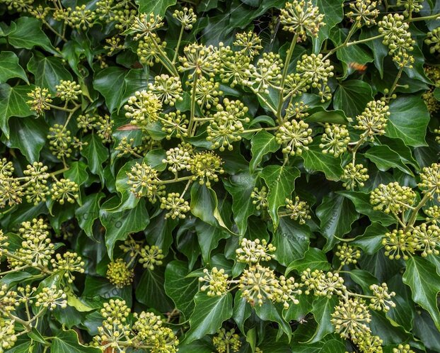 Hedera colchica 'Arborescens'