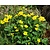 Caltha palustris