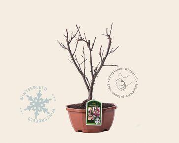 Malus 'Braendkjaer' - bonsai in schaal