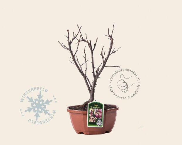 Malus 'Braendkjaer' - bonsai in schaal