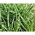 Carex foliosissima 'Irish Green'