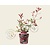 Photinia fraseri 'Pink Marble'