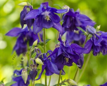 Aquilegia vulgaris image