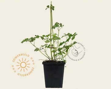 Aquilegia vulgaris