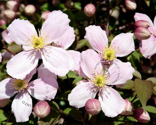 Clematis montana 'Rubens'