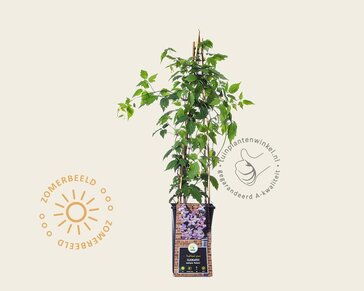 Clematis montana 'Rubens'