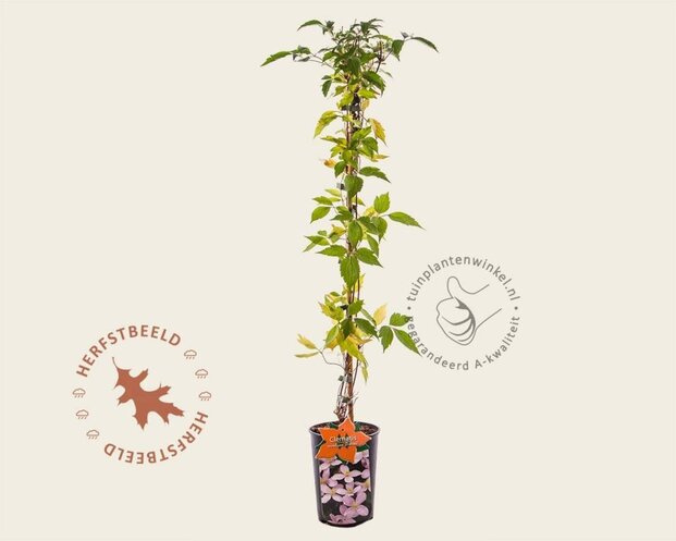 Clematis montana 'Rubens'