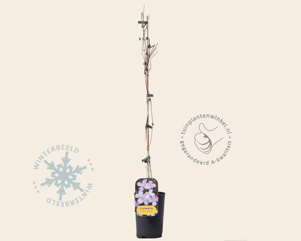 Clematis montana 'Rubens'