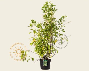 Clethra alnifolia image