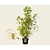 Clethra alnifolia