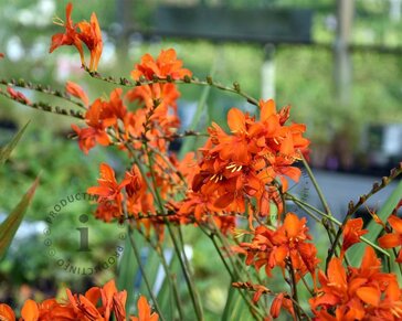Crocosmia masoniorum