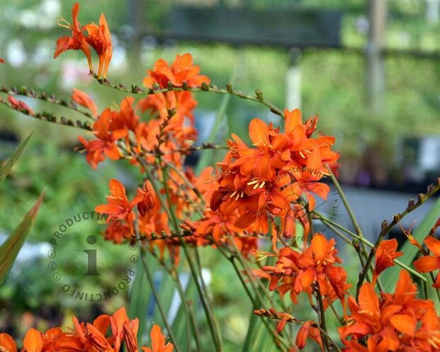 Crocosmia masoniorum
