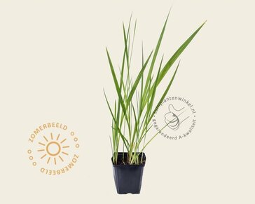 Crocosmia masoniorum