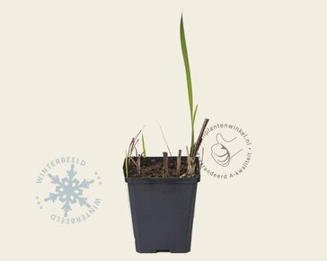 Crocosmia masoniorum