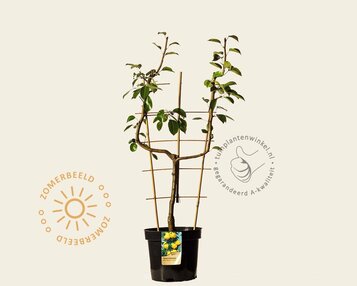 Pyrus 'Williams' - U-vorm image
