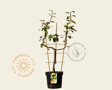 Pyrus 'Williams' - U-vorm