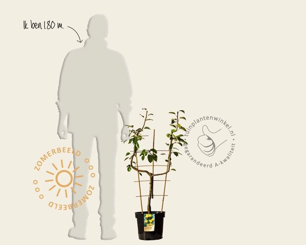 Pyrus 'Williams' - U-vorm