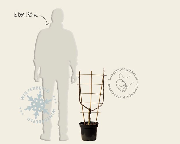 Pyrus 'Williams' - U-vorm