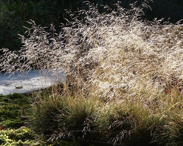 Deschampsia cespitosa