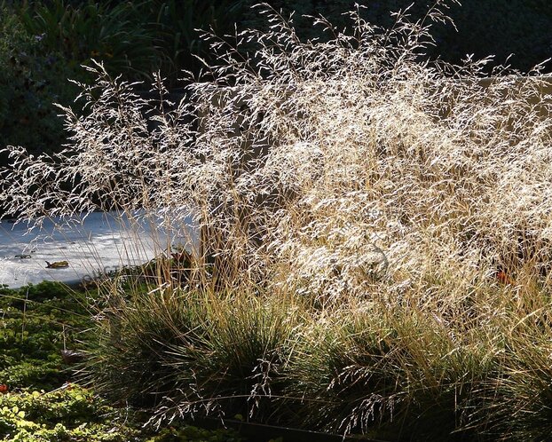 Deschampsia cespitosa