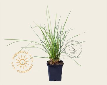 Deschampsia cespitosa