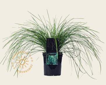Deschampsia cespitosa