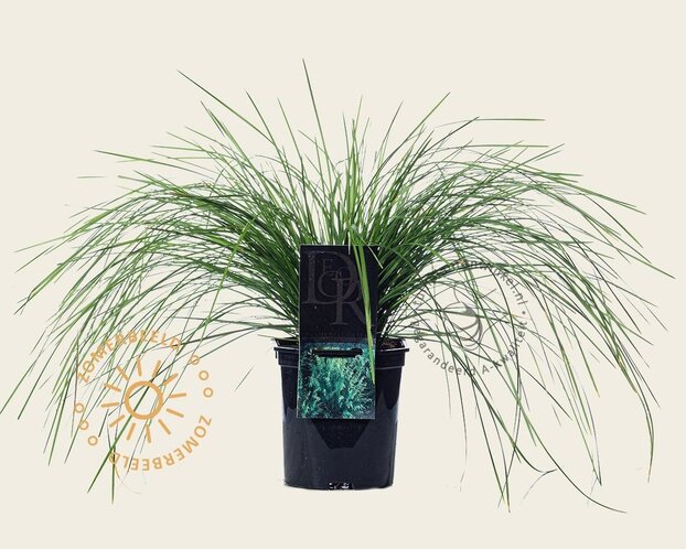 Deschampsia cespitosa
