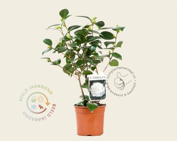 Camellia japonica 'Nuccio's Gem'