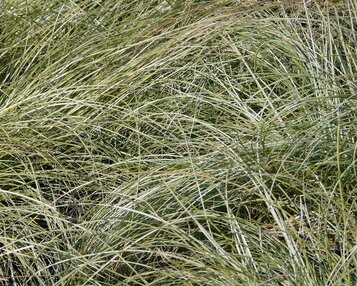 Carex comans 'Frosted Curls' image