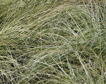 Carex comans 'Frosted Curls'