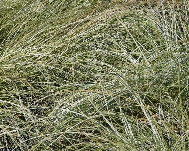 Carex comans 'Frosted Curls'