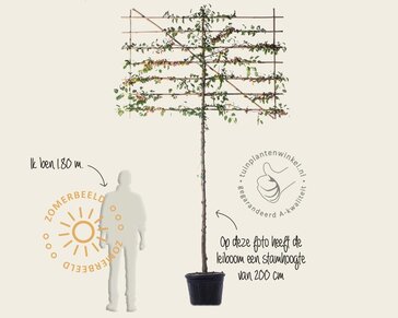 Lei-Sierappel 'Evereste'- Classic - pakket 6 stuks + EXTRA'S!