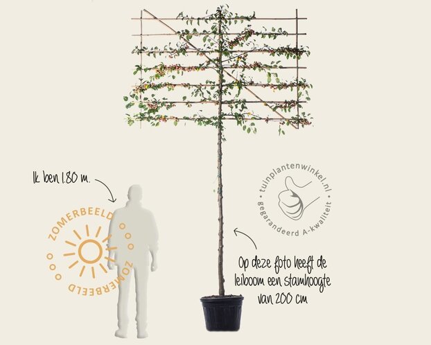 Lei-Sierappel 'Evereste'- Classic - pakket 6 stuks + EXTRA'S!