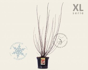 Physocarpus opulifolius 'Lady in Red' - XL