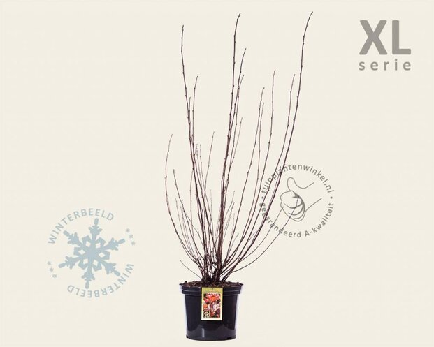 Physocarpus opulifolius 'Lady in Red' - XL