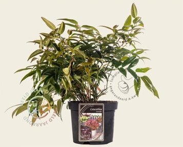 Leucothoe axillaris 'Carinella' image