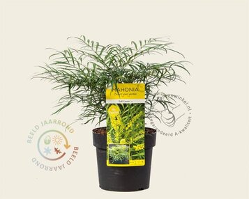 Mahonia eurybracteata 'Soft Caress' image