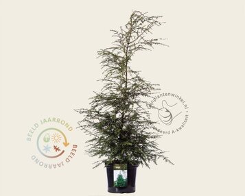 Tsuga canadensis image