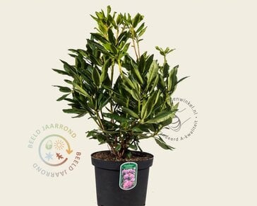 Rhododendron 'Roseum Elegans'
