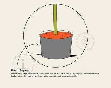 Lei-Photinia - Small - pakket 4 stuks + EXTRA'S!