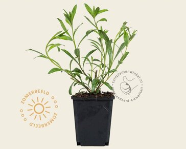 Gaura lindheimeri 'Whirling Butterflies'