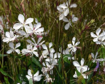 Gaura lindheimeri 'Whirling Butterflies'