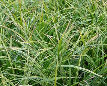 Carex morrowii 'Variegata' image